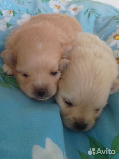 Собака Шпиц