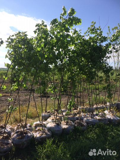 Саженцы лиственных и хвойных