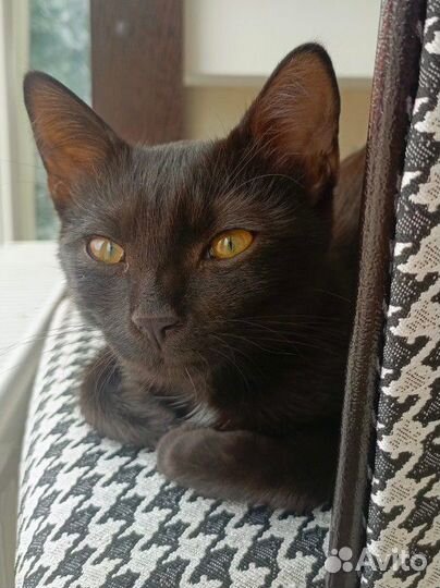 Котик ищет дом