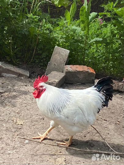 Молодые петухи