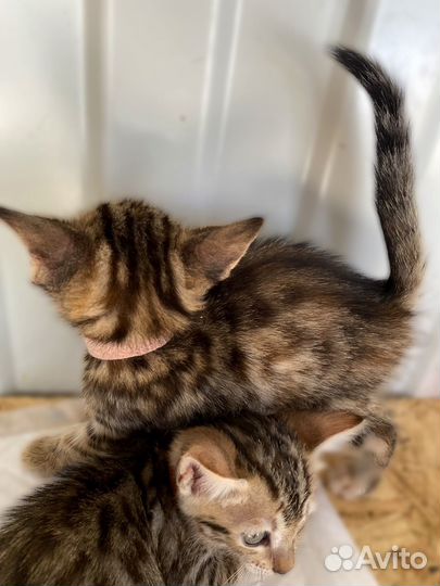 Котята бенгальские