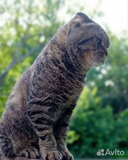 Тема в поиске дома