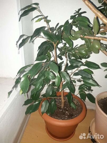 Фикус бенджамина, драцена, спатифиллум, крассула