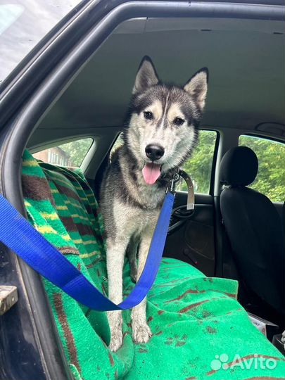 Хаски Алтай