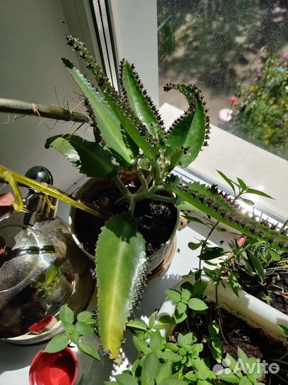 Каланхоэ взрослый