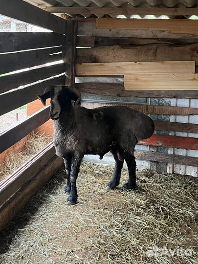 Баран гиссарской породы, 3,5 года