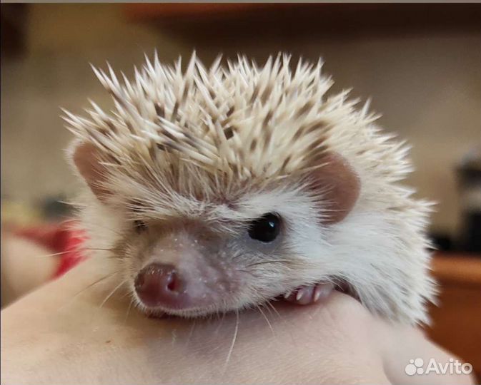 Африканский карликовый ежик