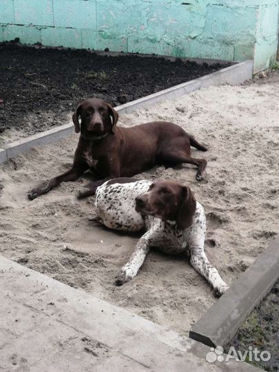 Курцхаар в добрые руки