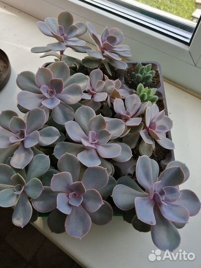 Кактусы и суккуленты