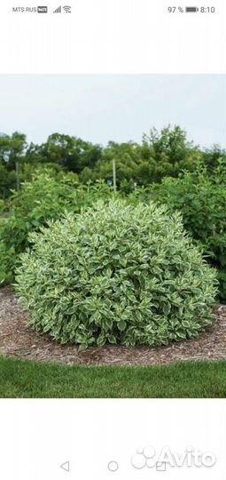 Дерен белый