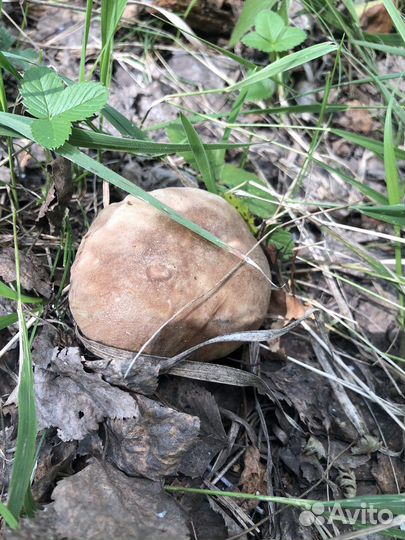 Белые грибы свежие