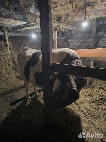 Корова стельная