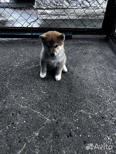 Сиба-ину щенки