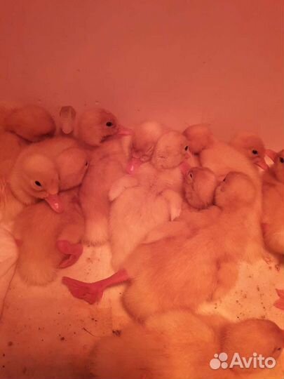 Большая семья гусей