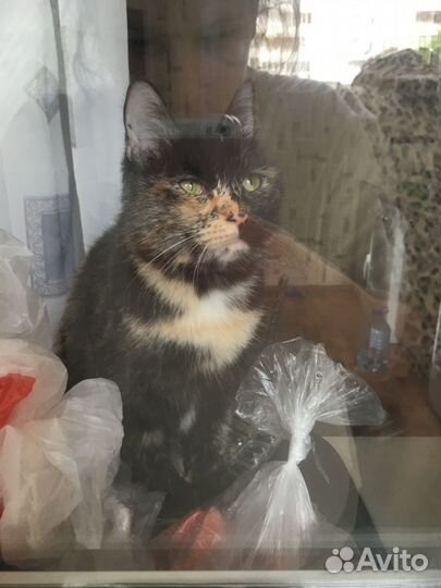 Кошка в дар