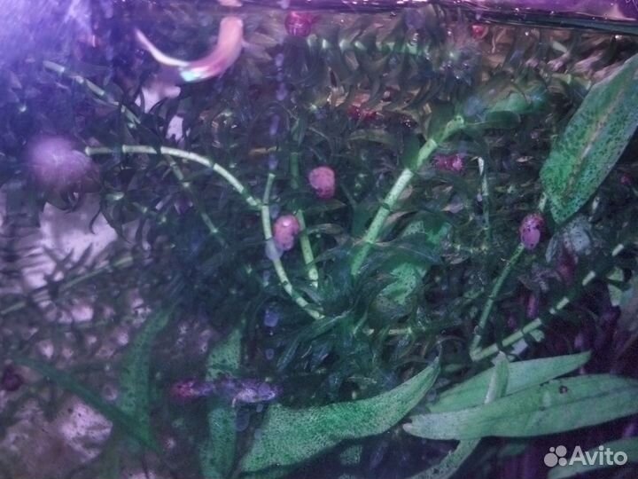 Растения для аквариума