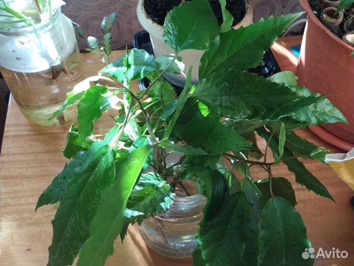 Гибискус розовый,китайская роза