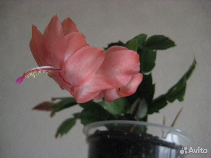 Шлюмбергера