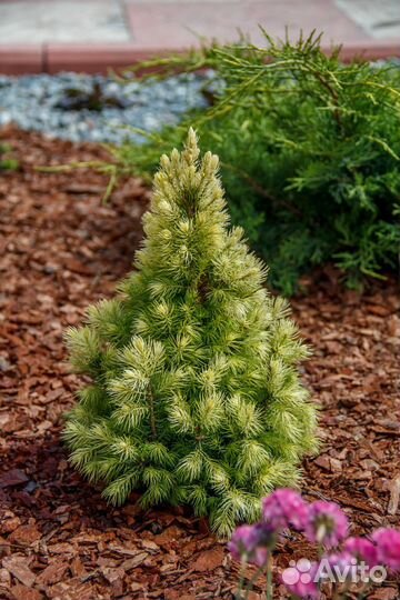 Мульча (кора лиственницы)