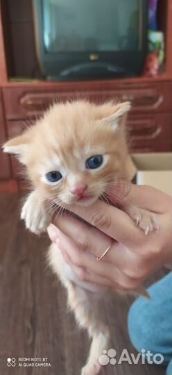 Отдадим в добрые руки