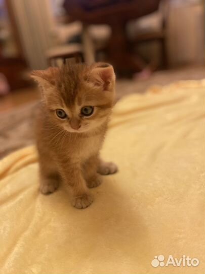 Шотладские котята