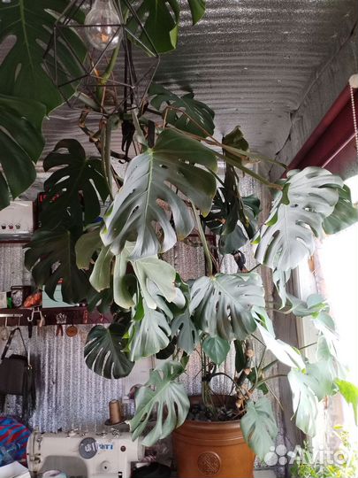 Комнатные растения цветы большие