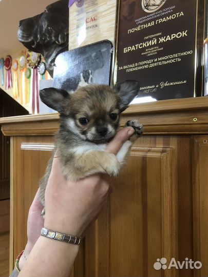 Щенки чихуахуа