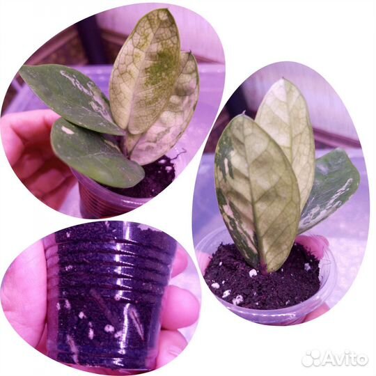 Замиокулькас вариегатный Big Round Leaf