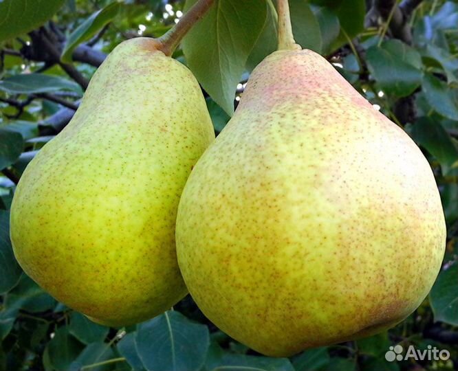 Саженцы плодовые