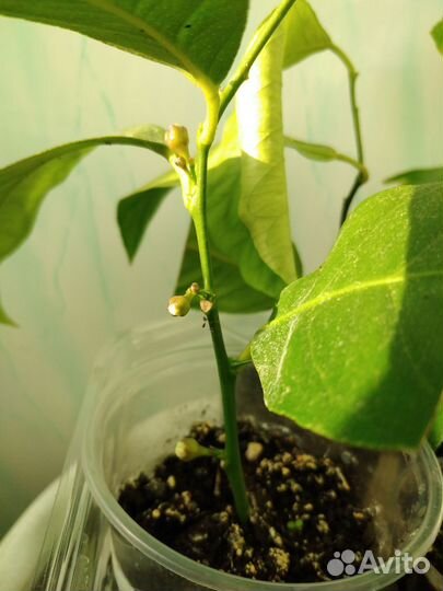 Инжир, лимон, апельсин