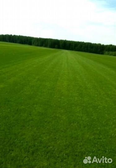 Рулонный газон