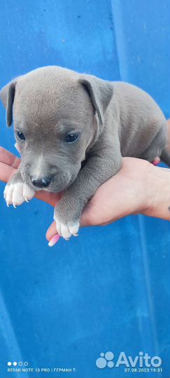 Стаффордширский терьер щенки