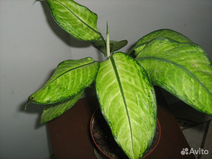 Комнатные растения цветы