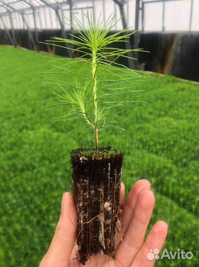 Сеянцы ели зкс