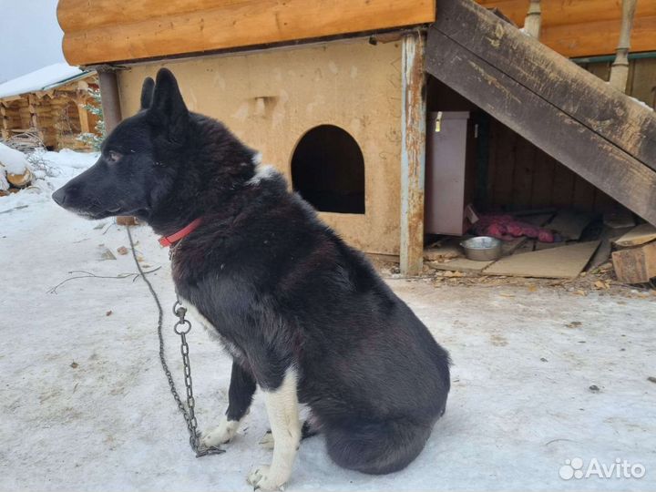 Кормушка для собак автоматическая 2 вывода