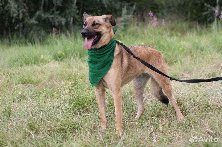 Отдам даром собаку