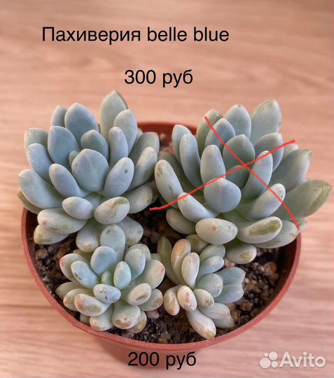 Суккуленты 1