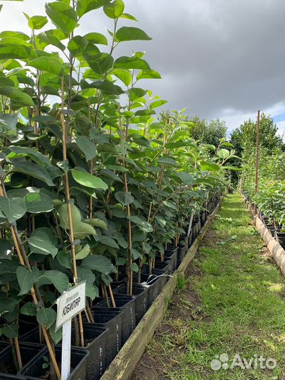 Саженцы яблони, выращенные в горшках