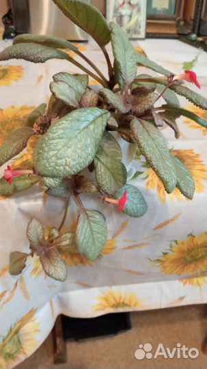 Эписция акварельная Геснириевые