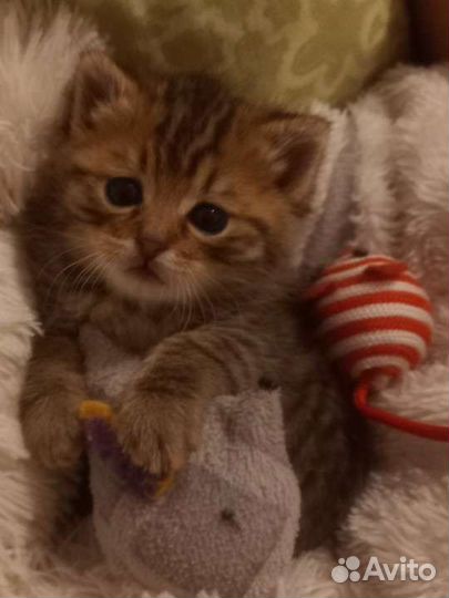 Кошка в дар бесплатно