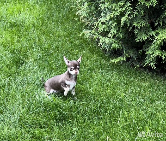 Щенки чихуахуа девочка шоколад с подпал