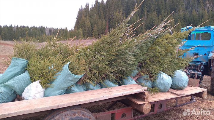 Саженцы ель,сосна,пихта, берёза