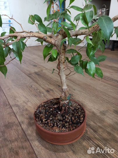 Бонсай Фикус Бенджамина