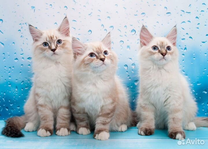 Ищем котородителей