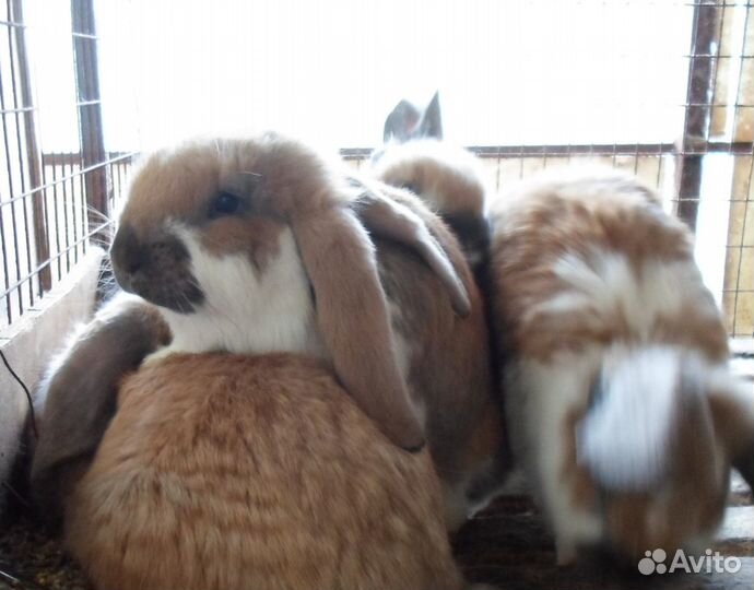 Крол(самец) пароды французский баран голубой. Круп