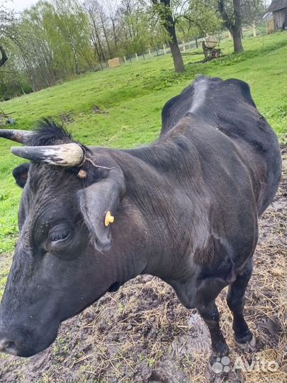 Корова высокоудойная