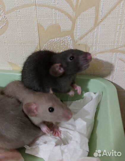 Крыса дамбо