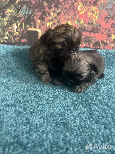 Щенки пекинеса