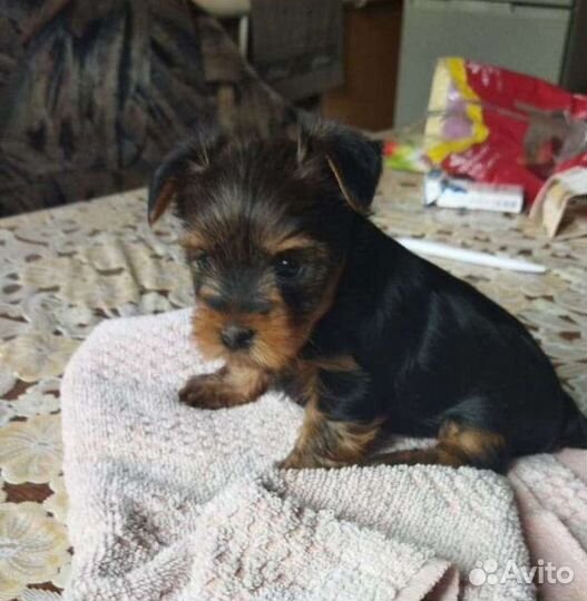 Йоркширский терьер мини