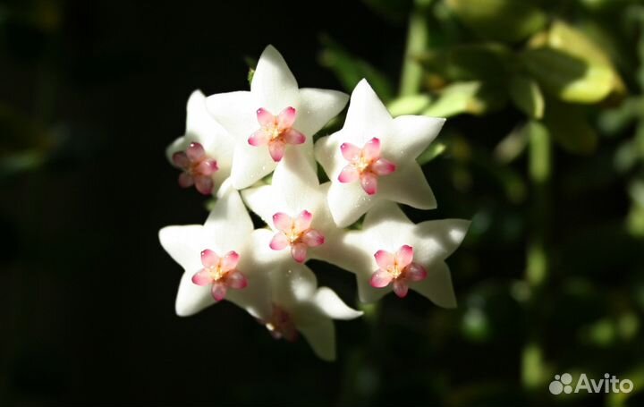 Черенки Хойя Weebella и Хойя Кагаенсис